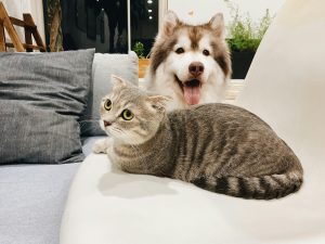 Pet Care